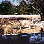 Backyard visitor from kitchen window.