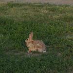 Plenty of watchable wildlife traveling through the farm.