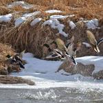 Catch the fall and winter for waterfowl.