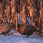 A pheasant hunter's paradise.