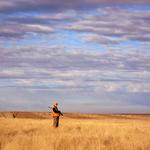 A pheasant hunter's paradise.