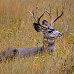 Mule deer make an appearance often in the yard and pasture lands.