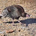 If you're lucky, you'll catch a glimpse of a wild turkey.