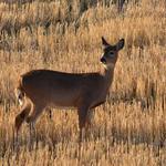 Mule deer make an appearance often in the yard and pasture lands.