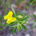 Native wildflower in Sand Canyon.