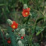 Bring your field guides to identify wildflowers. Here, an orange globe mallow.