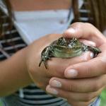 After a rain on balmy summer evenings, you can still hear toads and frogs croaking.