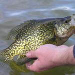 Nice black crappie.